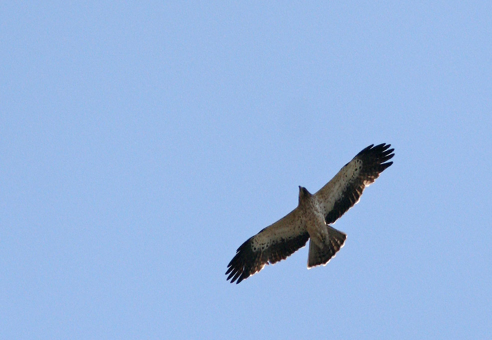 Beobachtung der Herbstmigration der Vögel an der Schwarzenmeerküste 